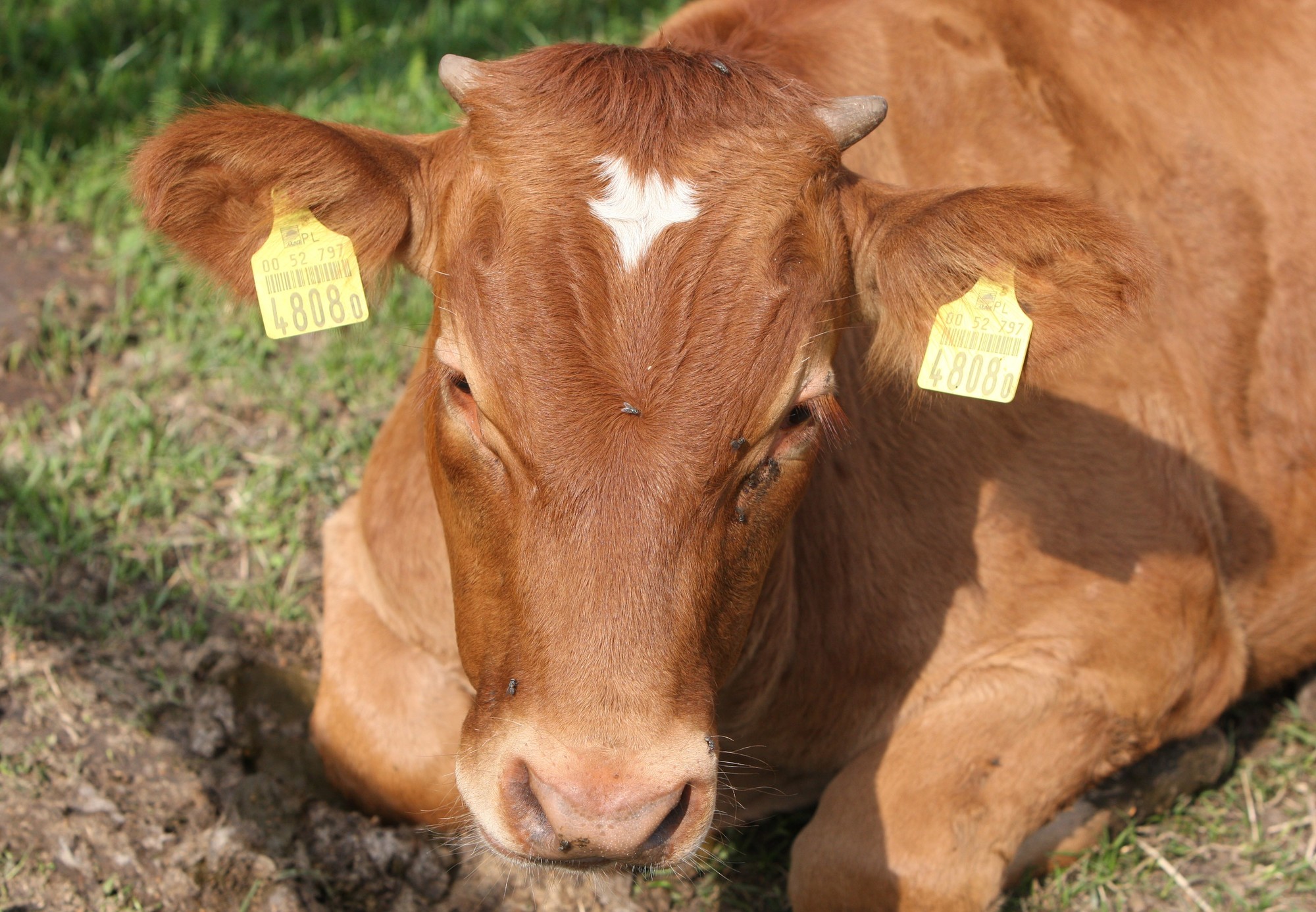 Ubojna handlująca mięsem chorych krów bez zgody na działalność