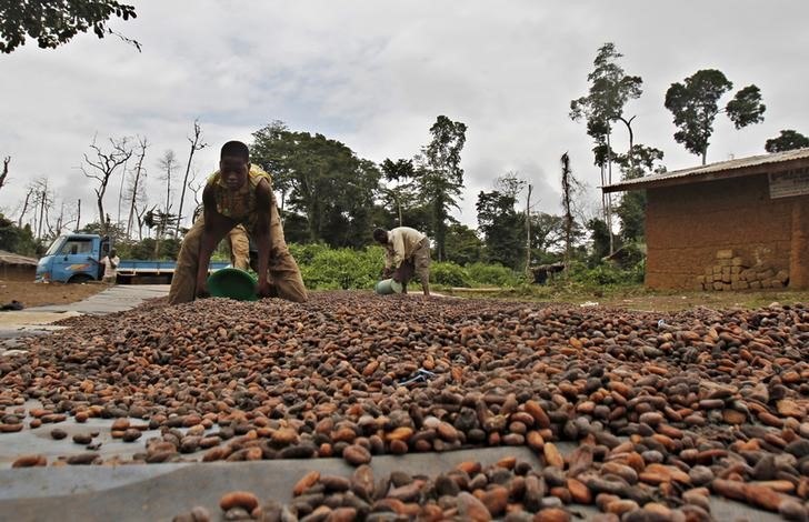 Galamsey is affecting cocoa production numbers - COCOBOD