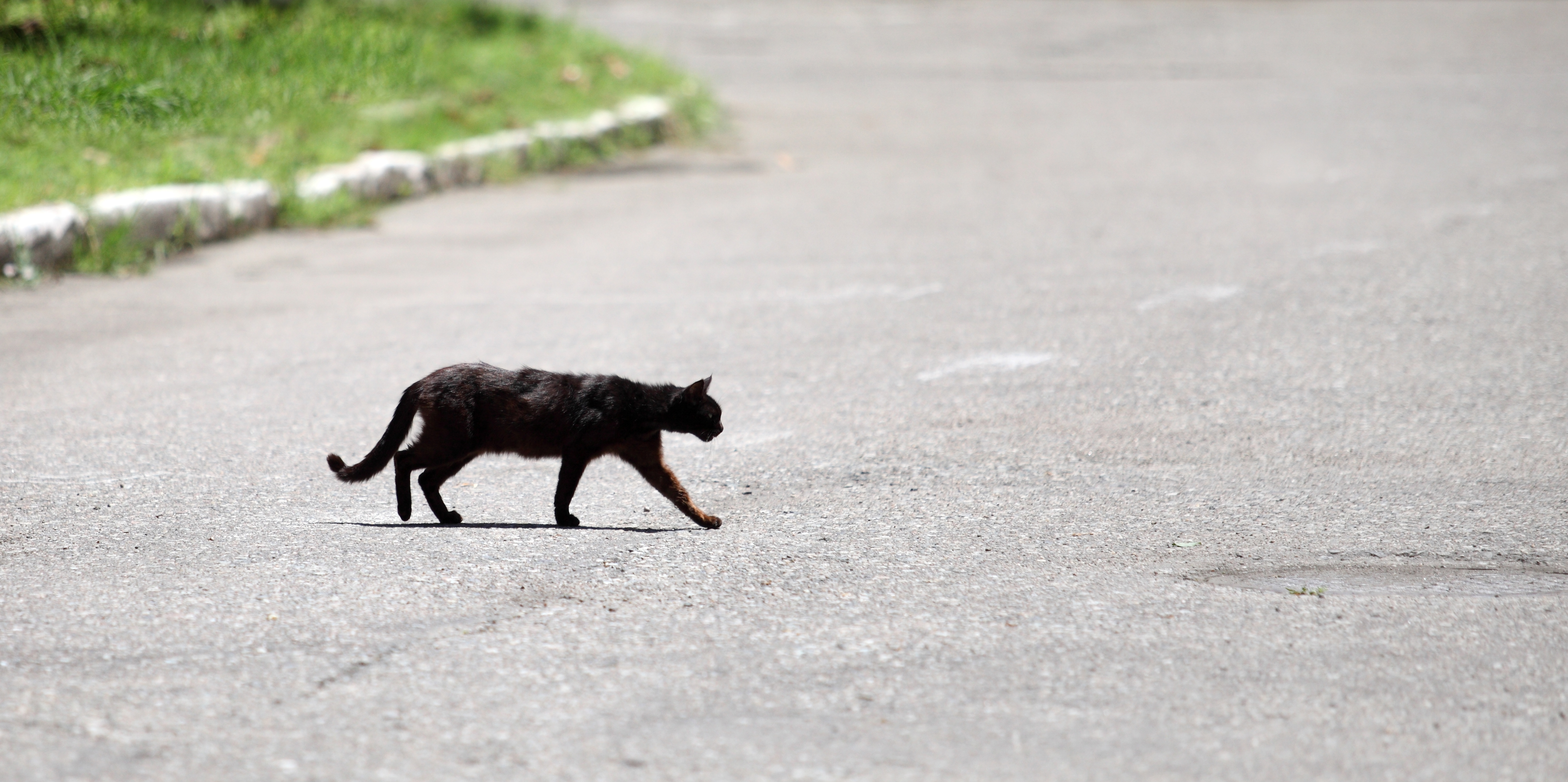 Cat running. Черная кошка бежит. Черный кот убегает. Чёрная кошка перебежала дорогу. Кошка Бегущая по улице.