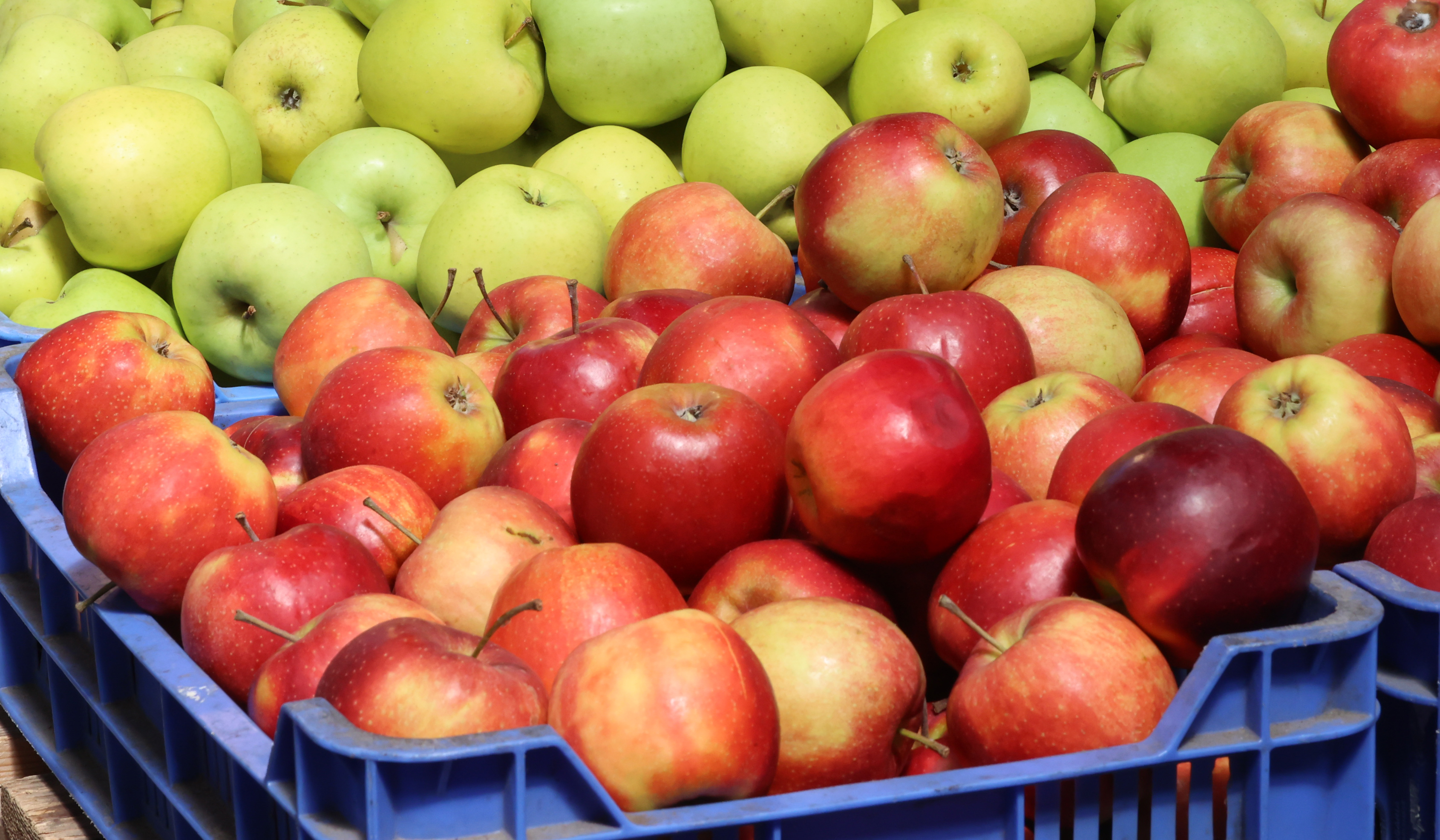 Rossz hír! Az egekbe szökik az alma ára: ennyit kell fizetnünk mostantól a  közkedvelt gyümölcsért - Blikk Rúzs
