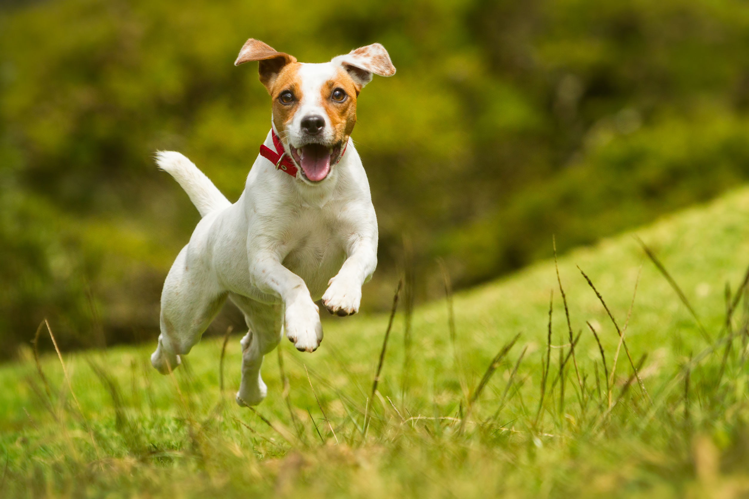 Małe psy do mieszkania — poznaj 5 idealnych kandydatów