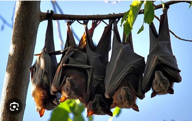 Why the Kwahu tribe stopped consuming bat meat