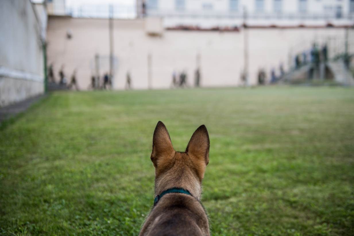 Halálcuki: ő Zserbó, a legfiatalabb drogkereső kutya Magyarországon - Blikk