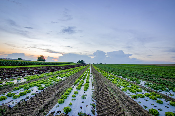 The Gambia receives $28.5 million from the US Department of Agriculture