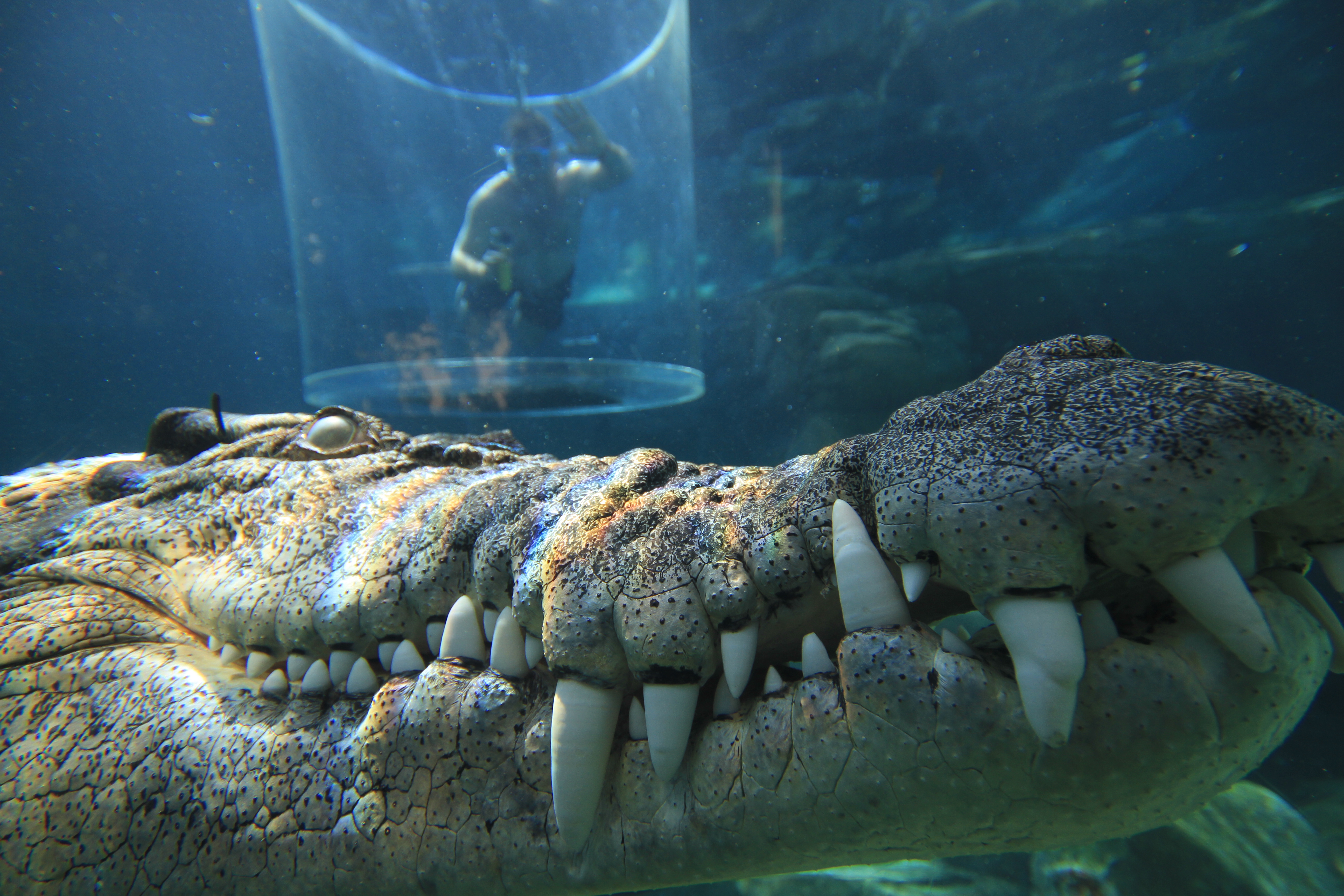 Крокодил во сне. Crocosaurus Cove. Аквариумные крокодилы. Огромный крокодил под водой. Гигантские крокодилы в воде.