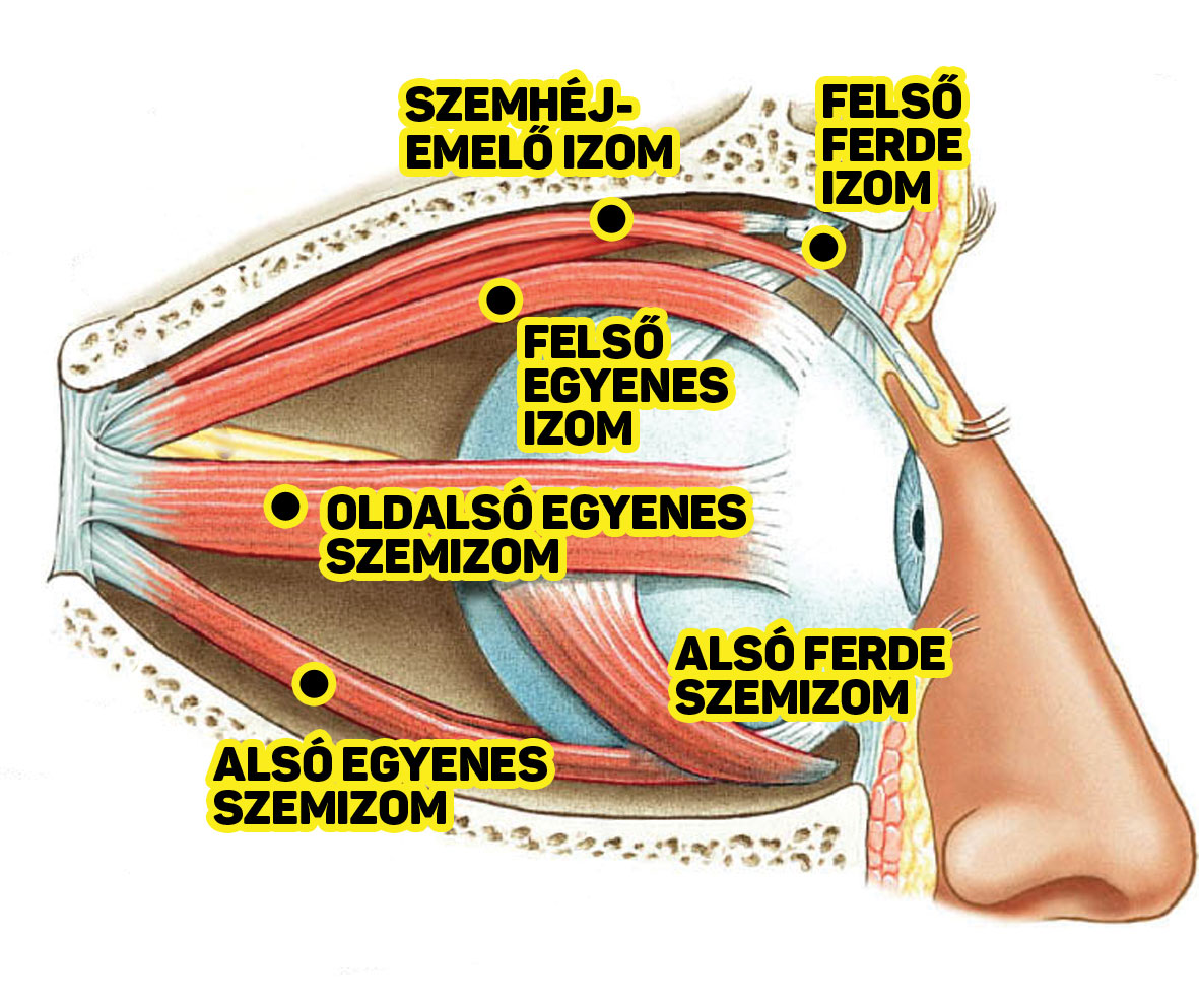 szemizom edzés maradványos látásfejlődés