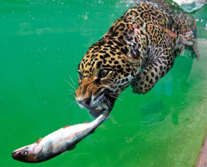 Jaguar amerykański. Cętkowany pływak drapieżnik. Zobacz zdjęcie