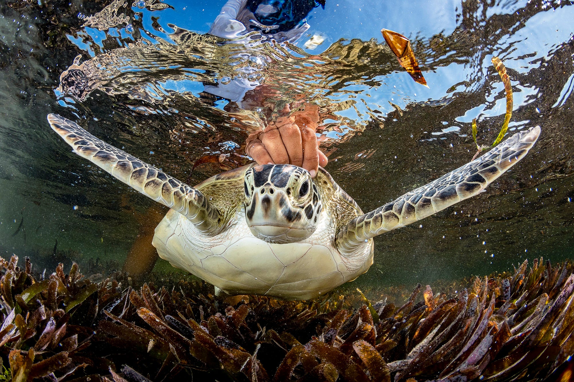 Tourism is the backbone of Seychelles’ economy. Here is a green sea turtle in the Seychelles. Shane Gross/Ocean Photographer of the Year 2024