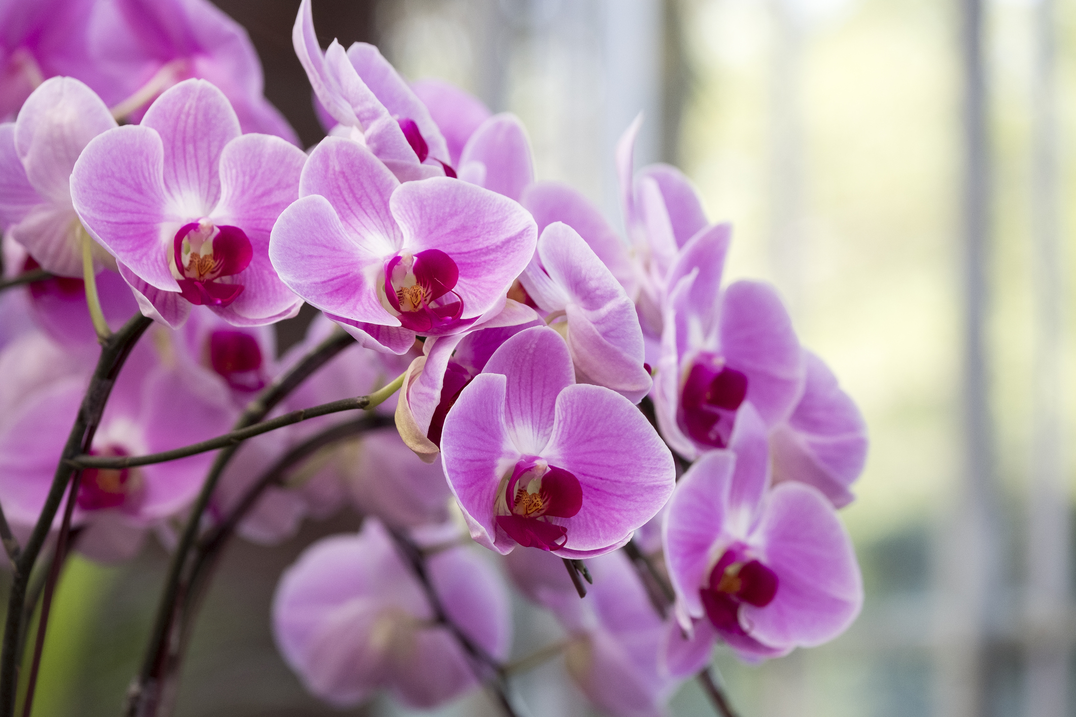 Ezért sárgulnak meg az orchidea levelei. Mutatjuk, mit tehetsz ellene -  Blikk Rúzs