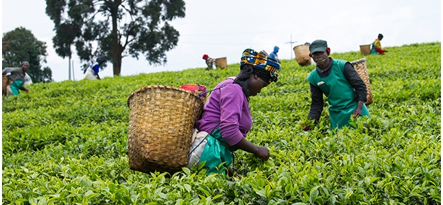 Ugandan farmers have shown faith in the country’s insurance companies