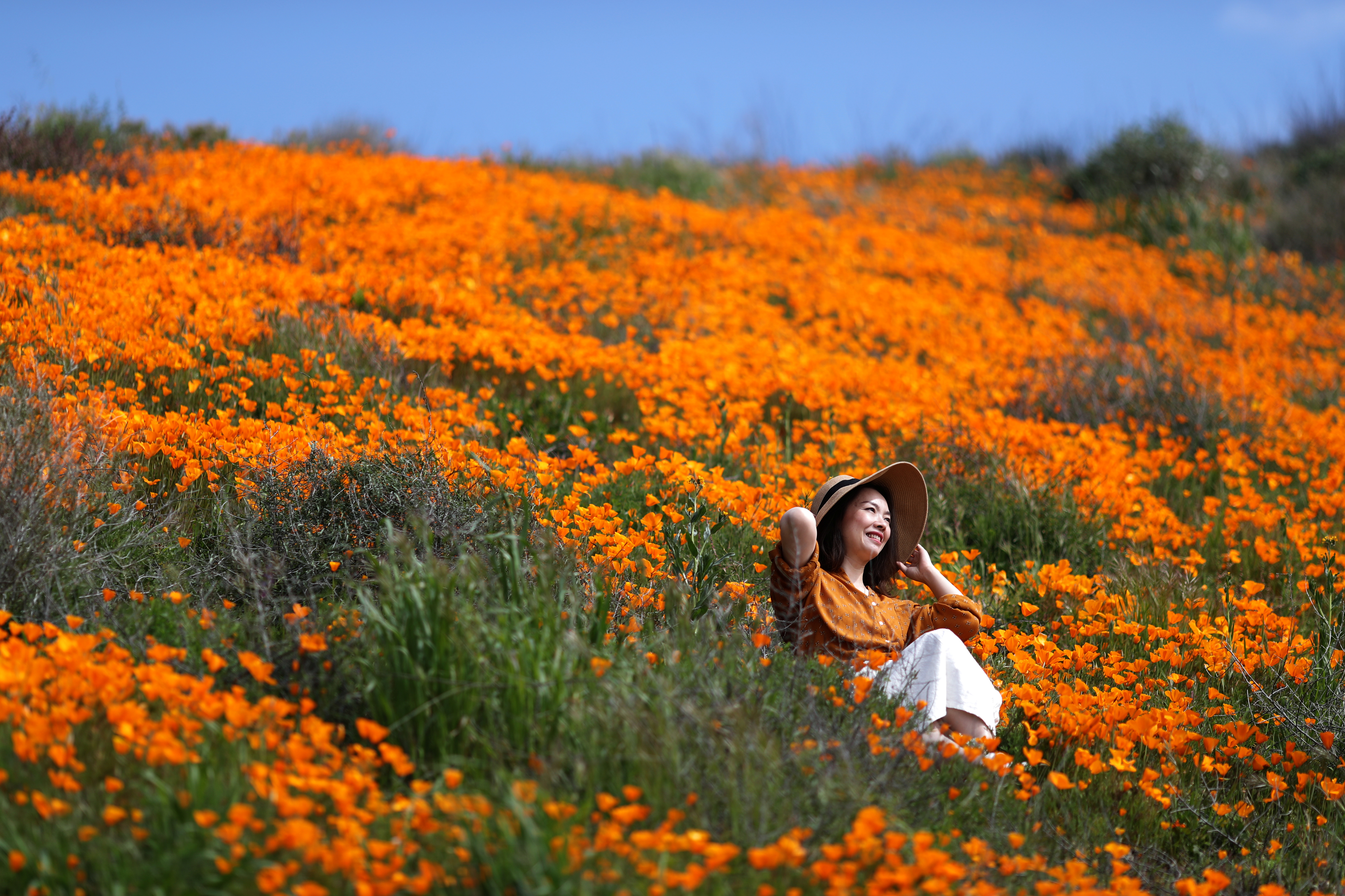 Kwitnące pomarańczowe maki w Kalifornii - zdjęcia