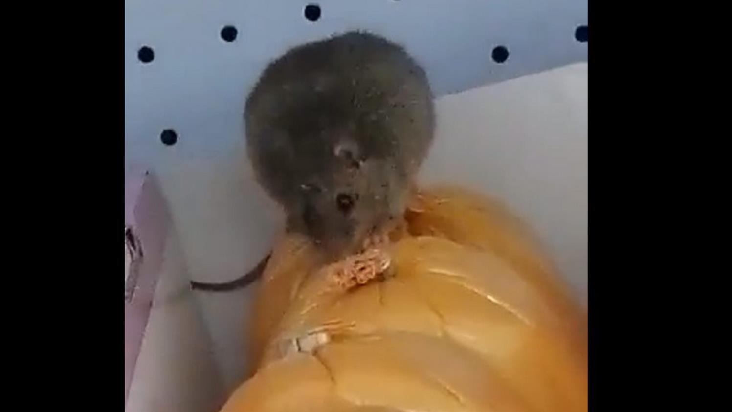 Szczur na półkach w sklepie Biedronki w Prudniku