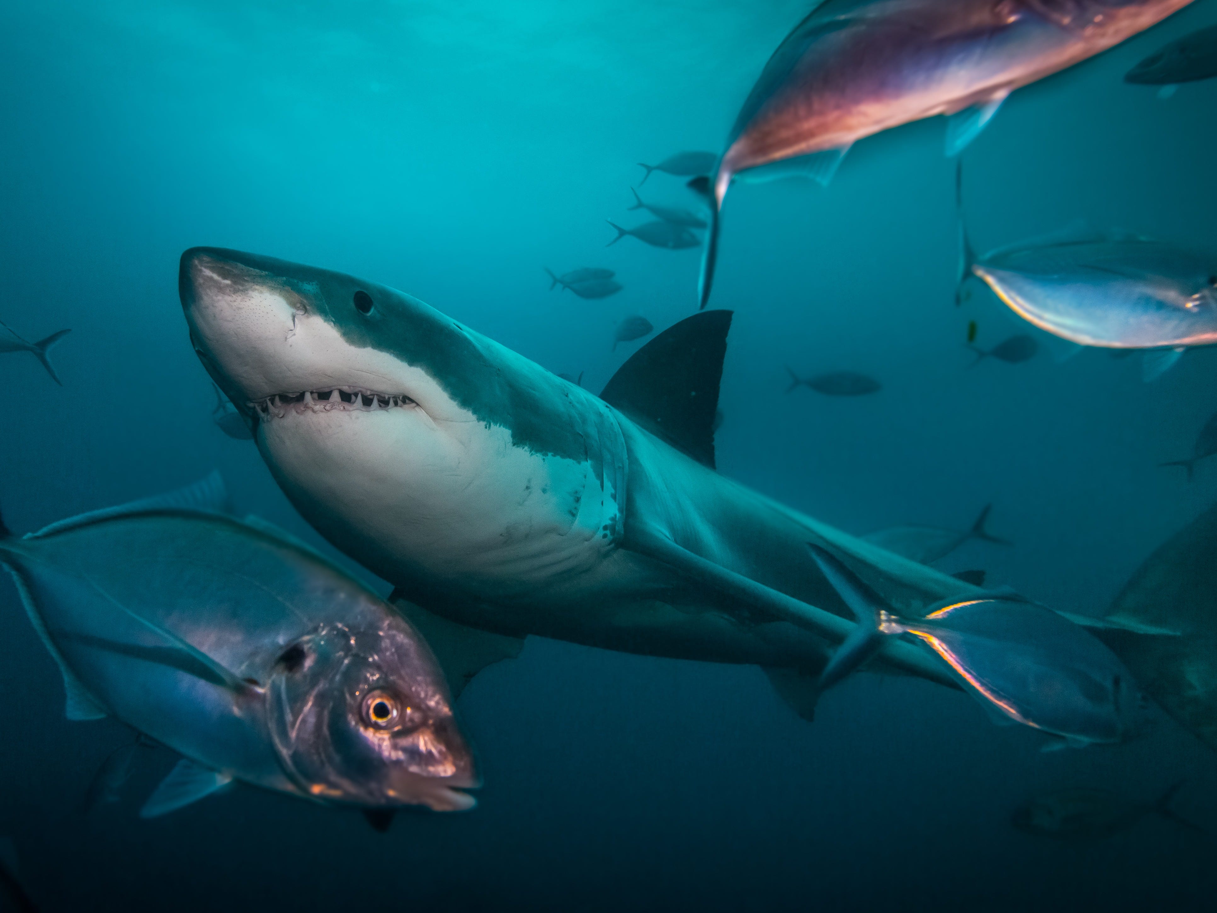 Are sea lions luring great white sharks to San Diego beaches?