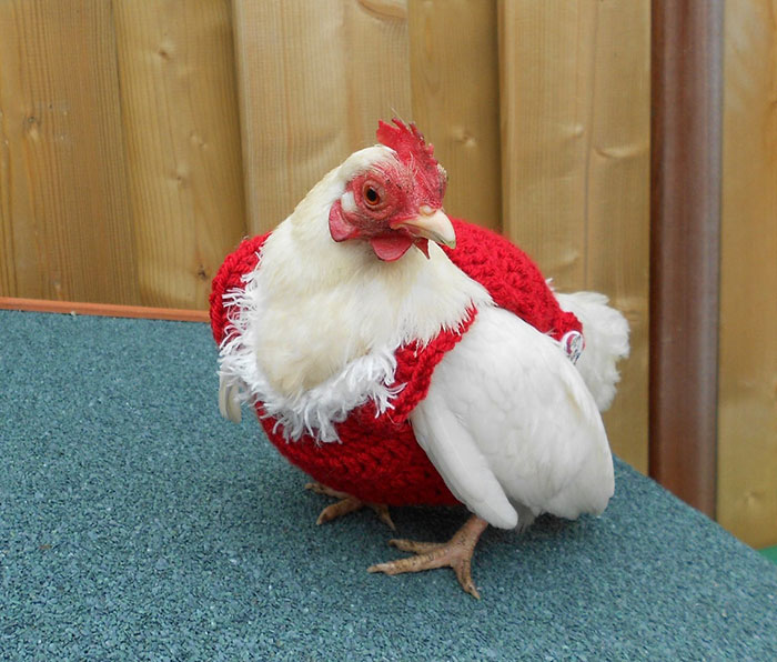 Nigerians complain about inability to afford chicken for Christmas