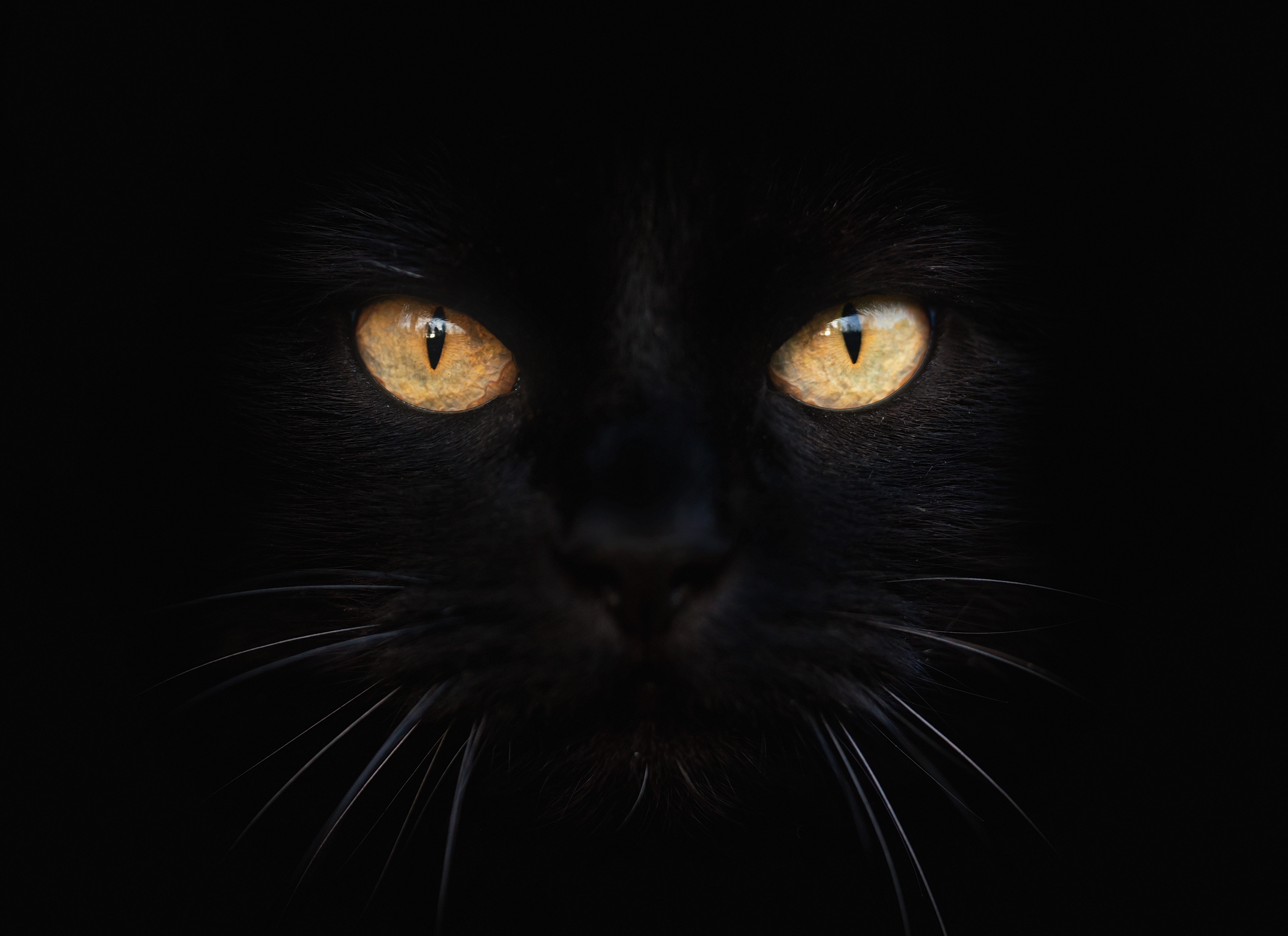 Gondoltad volna? Ezért hoz balszerencsét a fekete macska, a Halloweenhez is  köze van - Blikk Rúzs