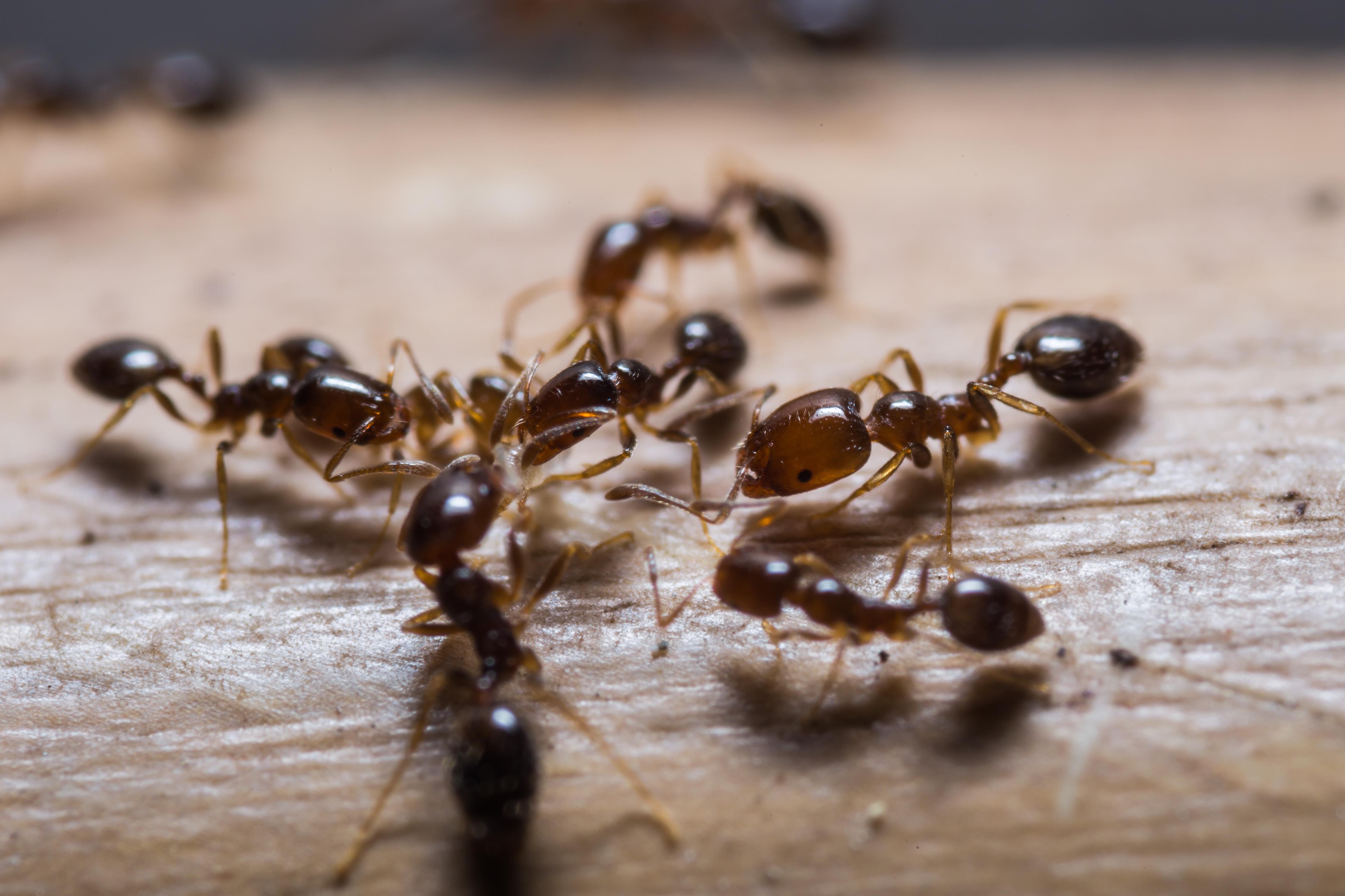 Jak pozbyć się mrówek? Prosty, naturalny sposób