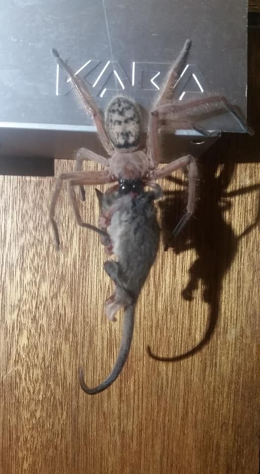 Popper Possum And The Giant Rats