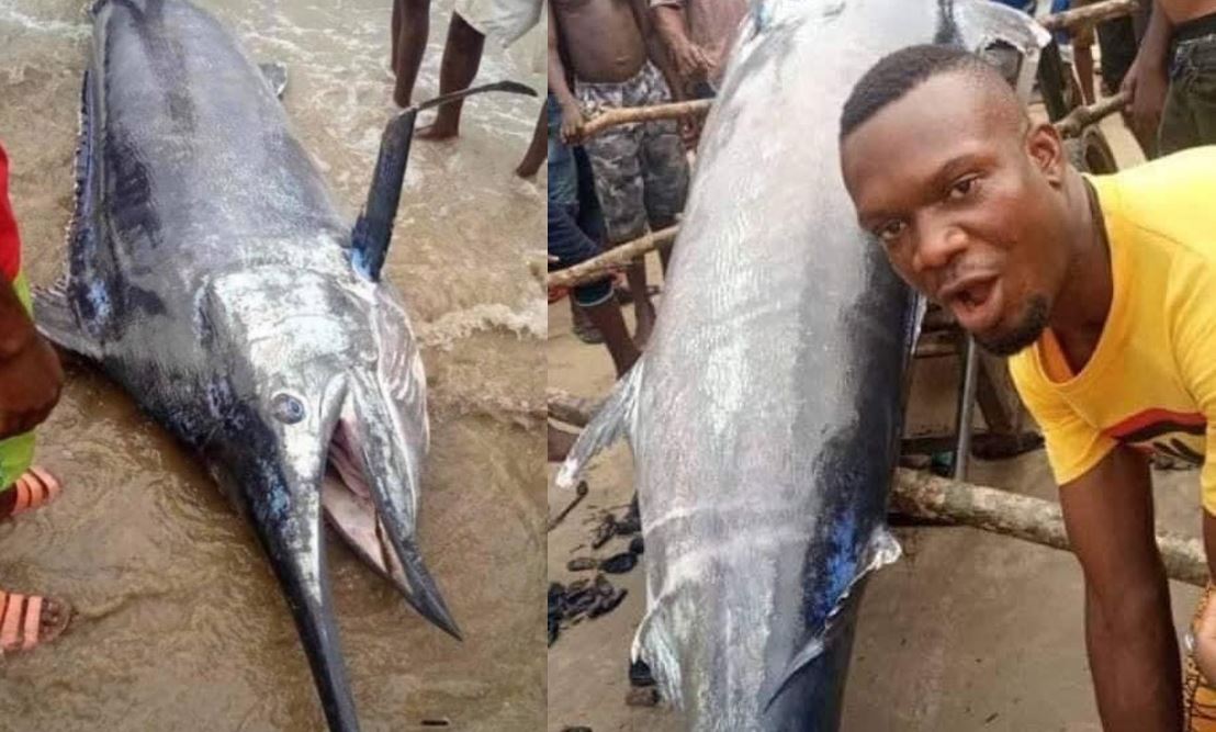 A local Nigerian Fisherman captured a Blue Marlin Fish reportedly worth  $2.6 million but ate it with his friends.