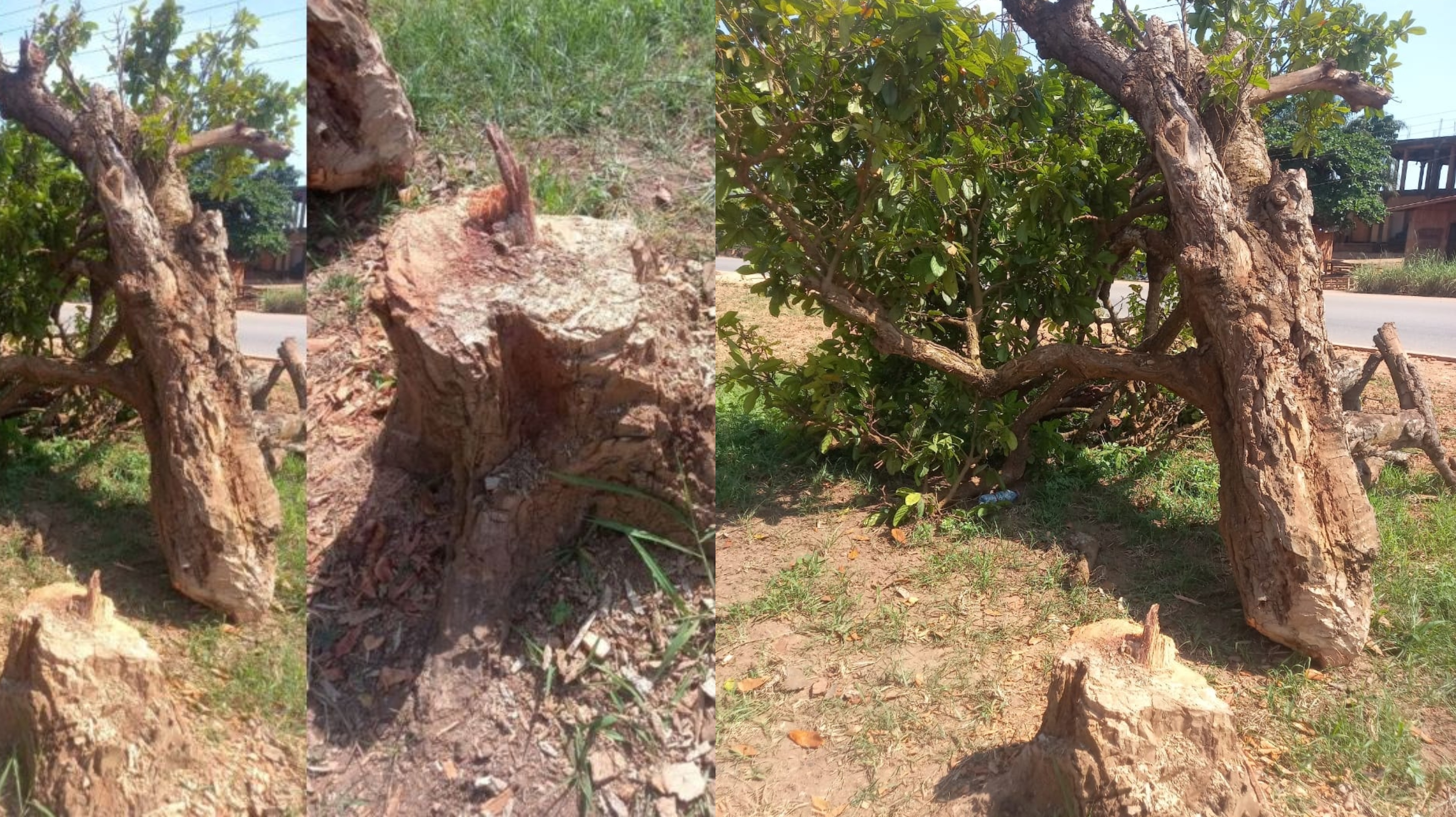 One person arrested over the felling of Komfo Anokye’s historic cola tree
