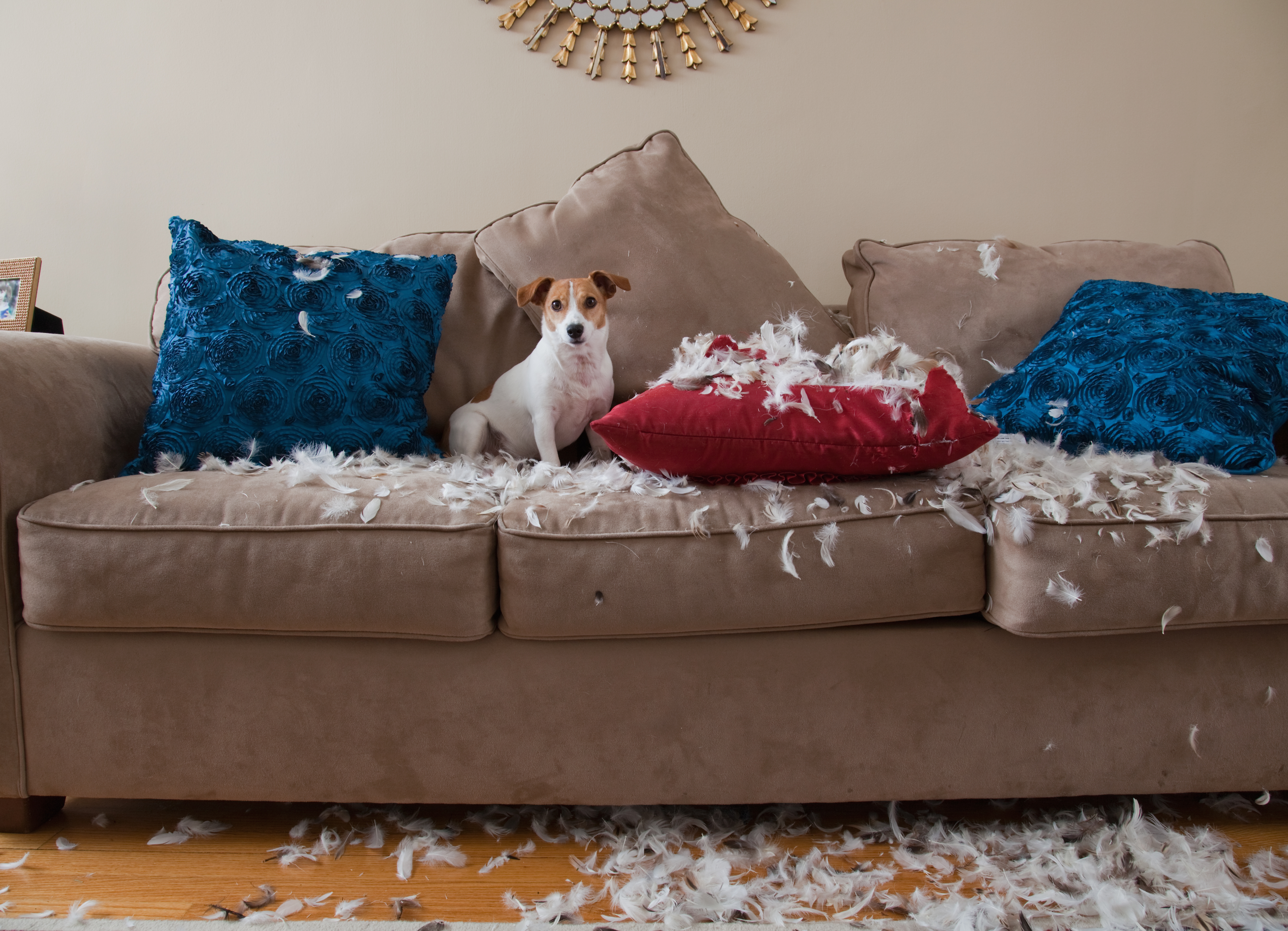 End up living. Диван для собаки. Мебель мягкая для домашних питомцев. Рваный диван. Собака на рваном диване.