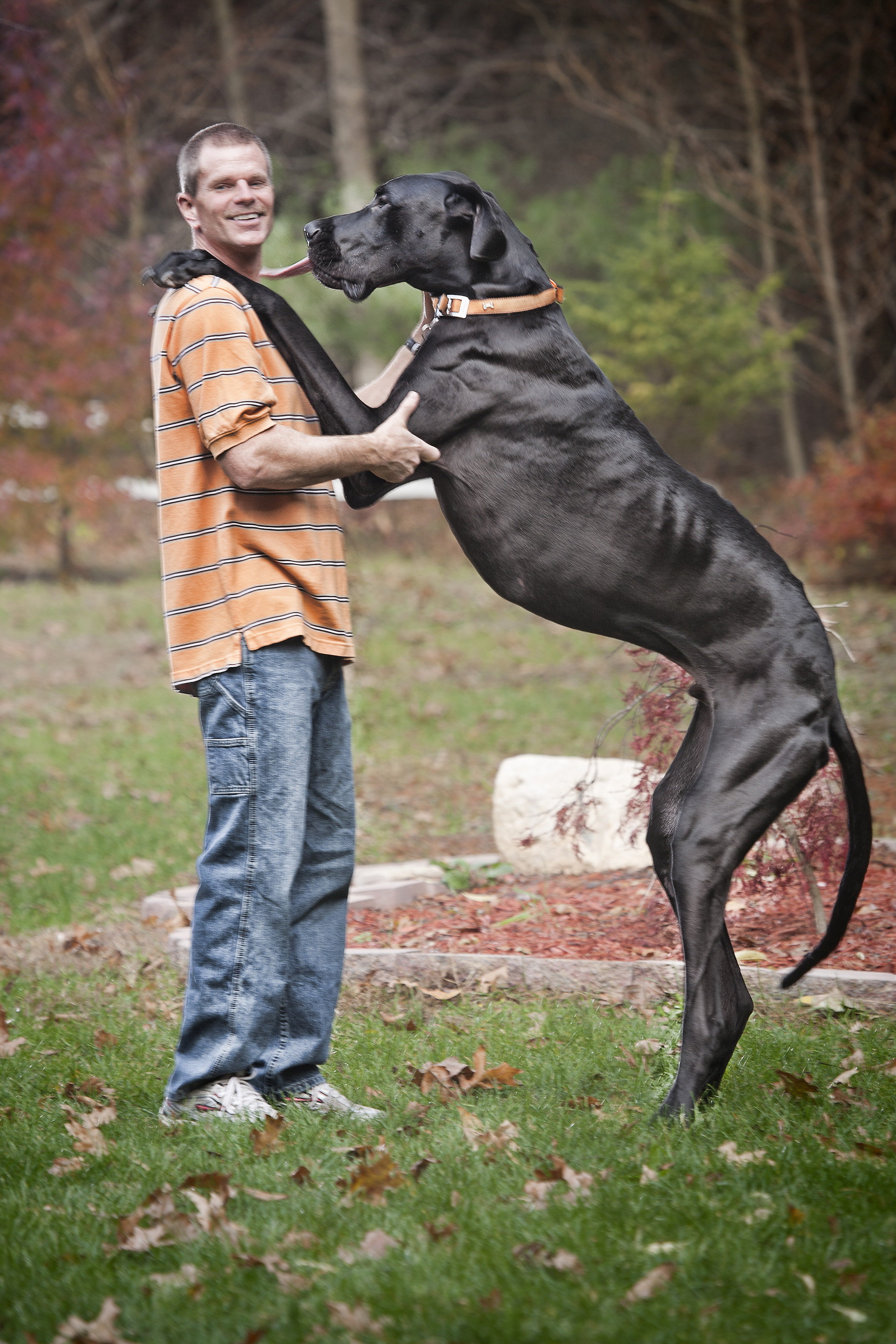 Doga Zevs sa 112 centimetra najviši pas na svetu