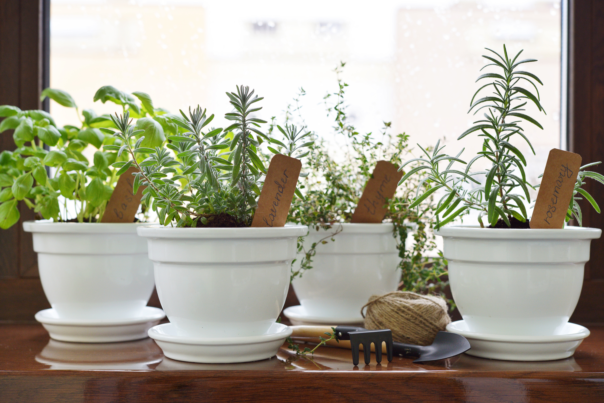 Ezek azok a fűszernövények, amit balkonládában, az erkélyeden vagy  párkányodon termeszthetsz - Blikk Rúzs