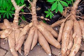 3 ex-convicts sentenced to 18 months imprisonment for stealing cassava worth GHC1,800