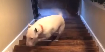 Dog rolling down stairs hotsell