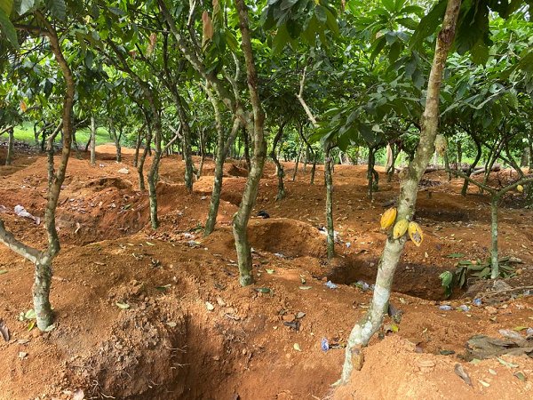 Galamsey has affected 2% of cocoa land – Agric Minister Akoto Osei