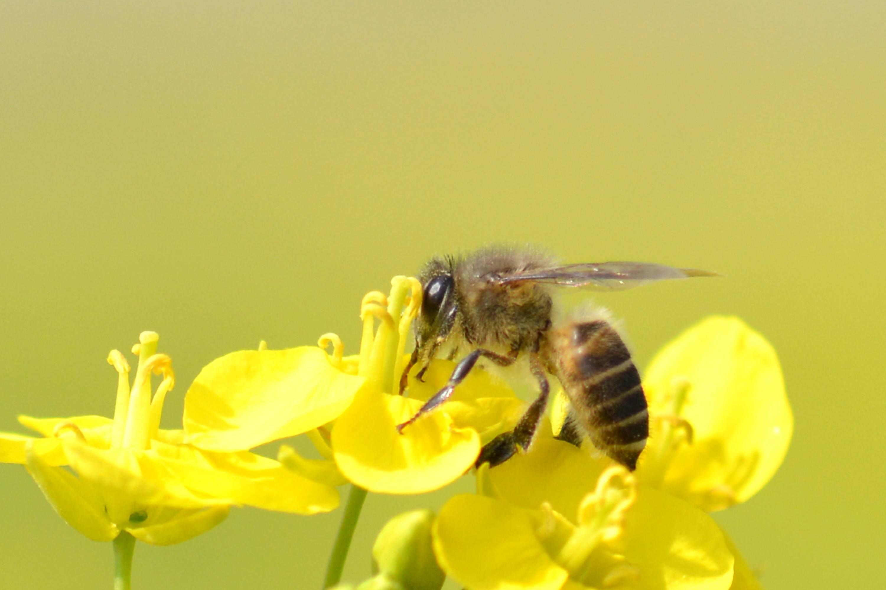 Пчелы пьют весенний. Пчелки весной. Весенние пчелки. Пчела на первоцвете.
