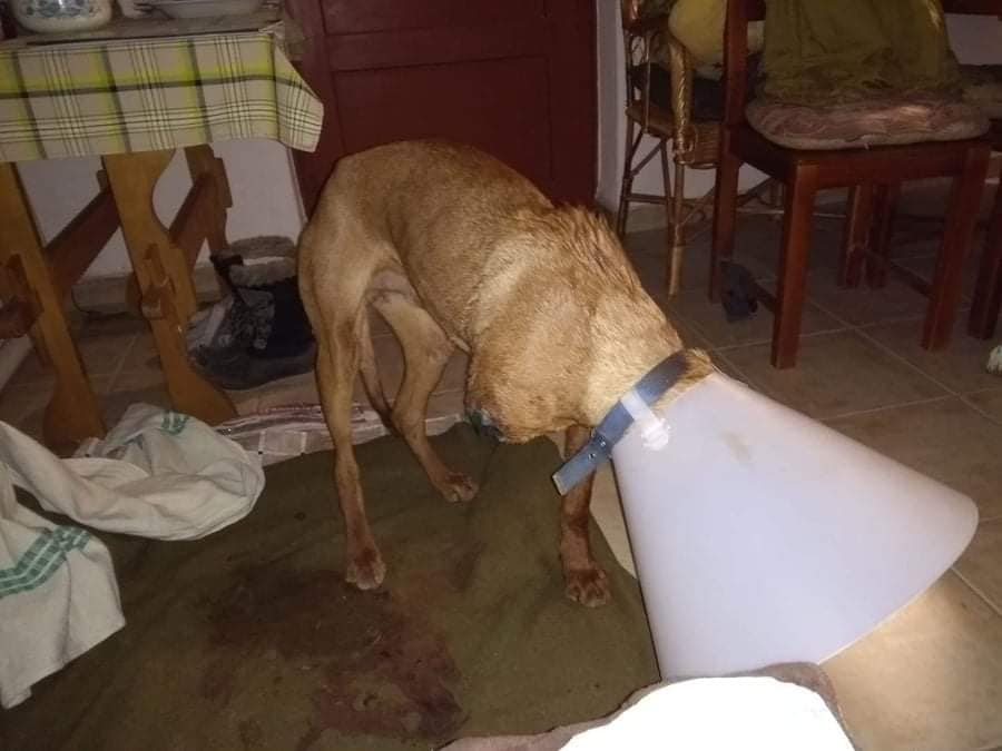 Felfoghatatlan: saját udvarán lőtték meg a kárászi nő kutyáját, így van  most az állat - fotók - Blikk