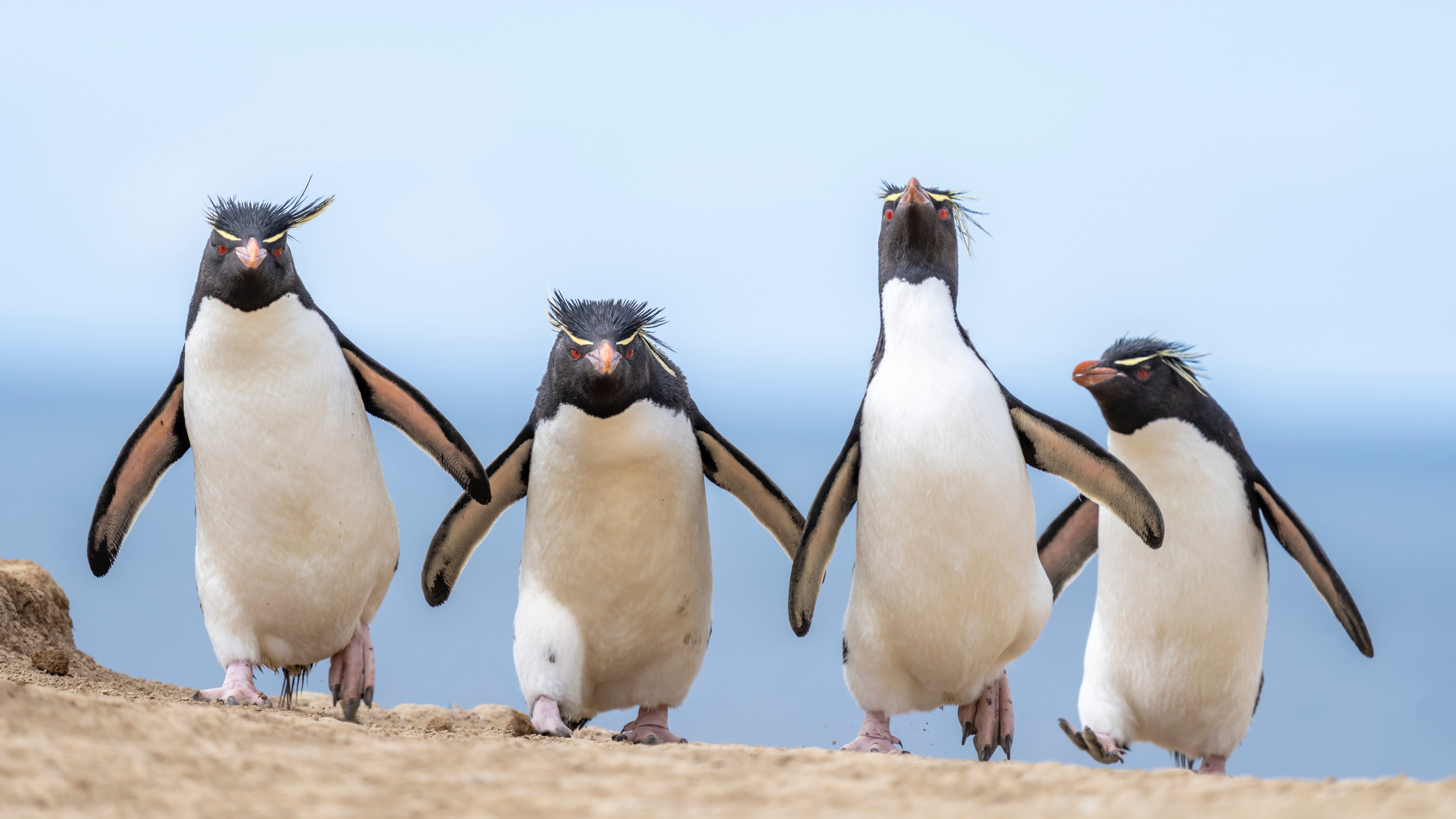 Penguins