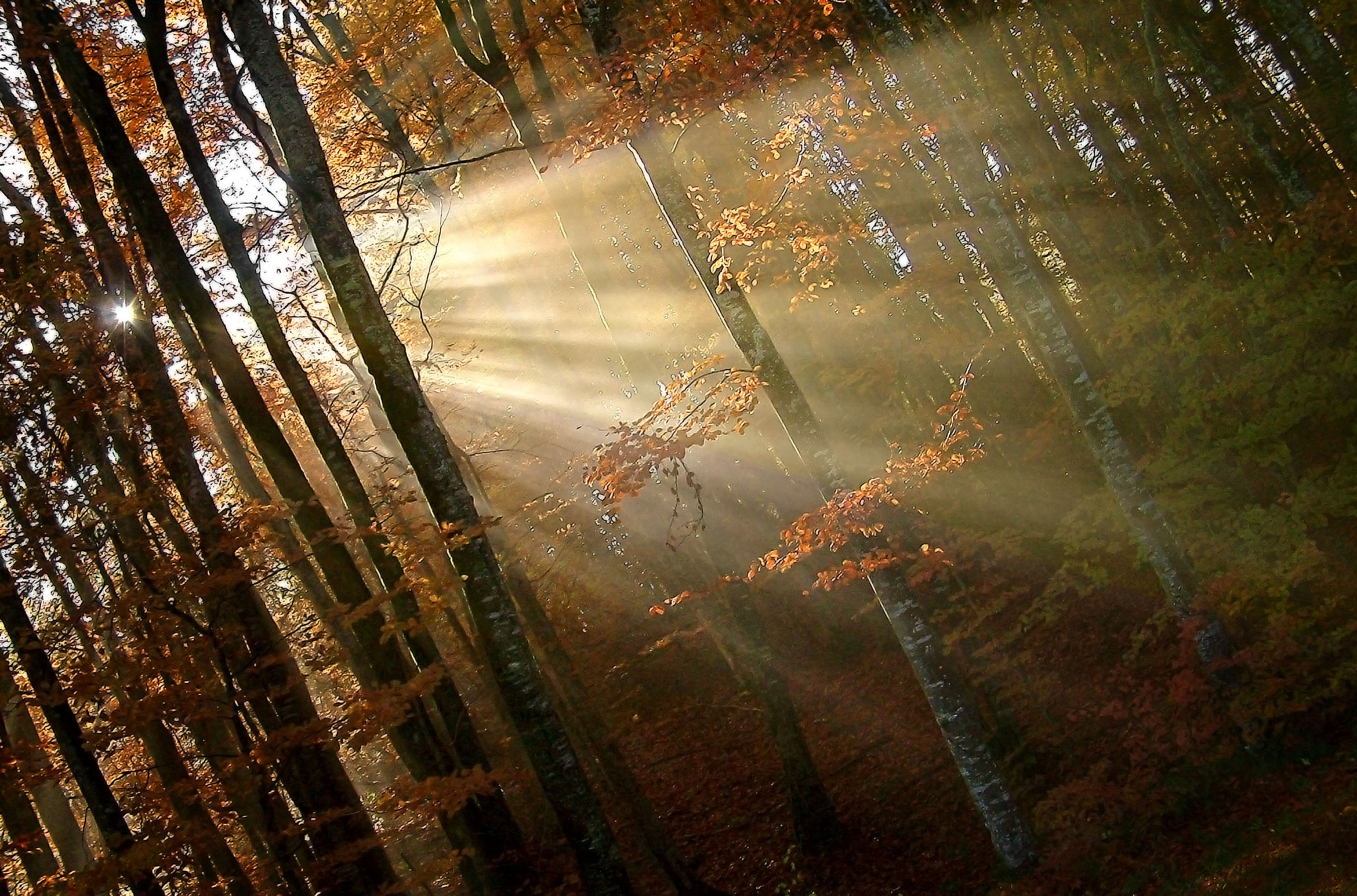Солнечный луч солнечный дождик. Луч солнца сквозь ветви. Луч солнца сквозь дождь. Солнце сквозь осенний лес. Лучи солнца пробившиеся сквозь листву.