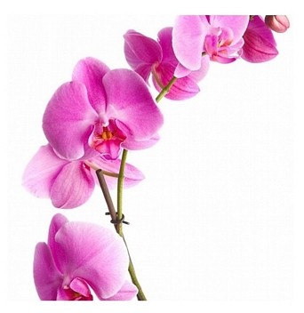 Nice wall Orchidea - pink - reprodukcja RKS0314