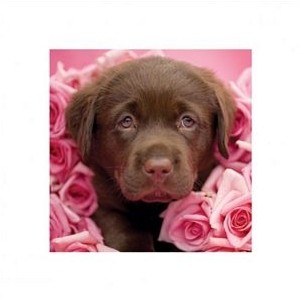 Pyramid Posters Georgie - reprodukcja PPR45025