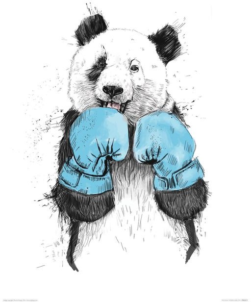 Pyramid Posters Niedźwiedź w Rękawicach Bokserskich - reprodukcja (PPR43473)