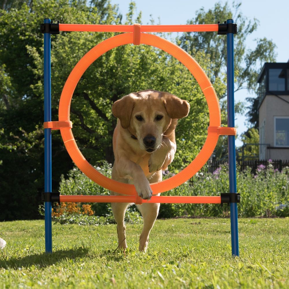 Bitiba a Agility Fun & Sport kółko do skakania - Kółko O ok. 55 cm