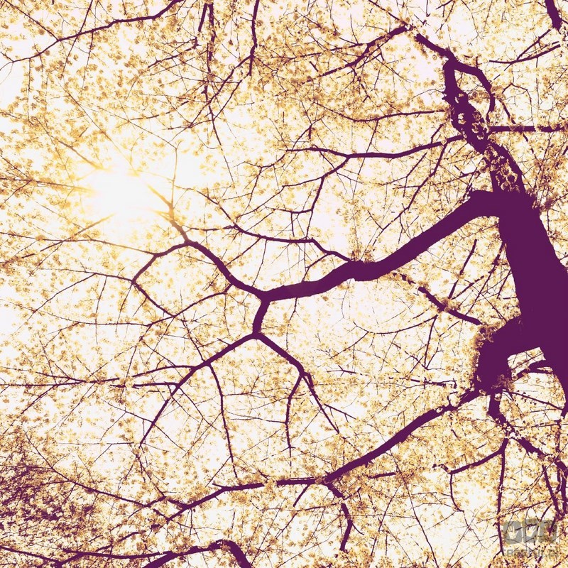 Komar Fototapeta Sunshine V5-752