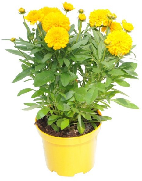 Nachyłek Coreopsis D17
