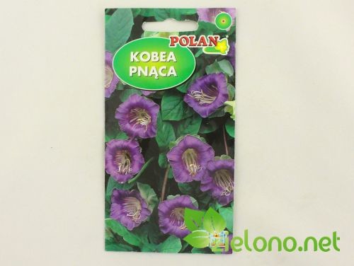 Polan Kobea pnąca Fioletowa Cobaea scandens 6szt.