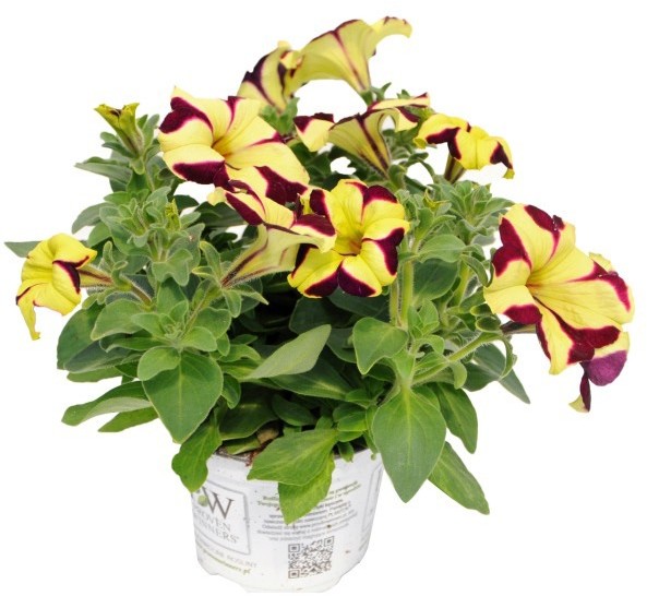Crazytunia doniczka 12 cm