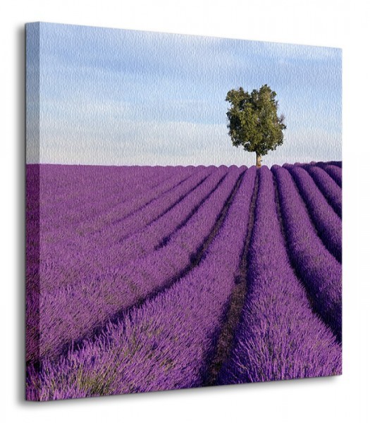 Nice wall Francja, samotne drzewo - Obraz na płótnie CKS0532