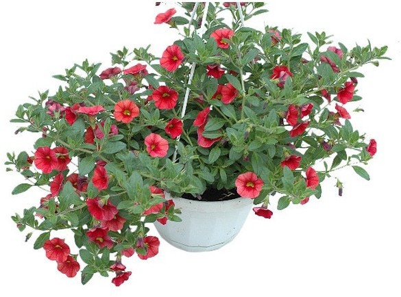 Million Bells kosz 21 cm