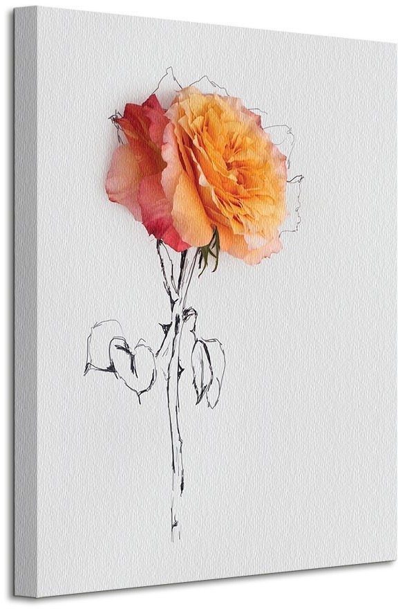 Pyramid Posters Orange Rose - Obraz na płótnie WDC94493