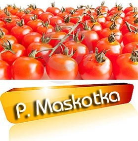 Pomidor Maskotka