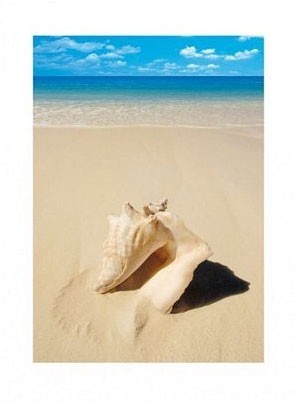 Pyramid Posters Muszla na plaży - reprodukcja PPR40070