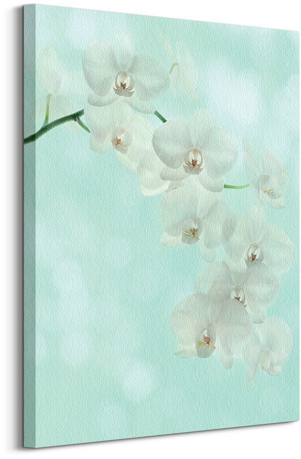 Pyramid Posters White Orchid - Obraz na płótnie WDC99238