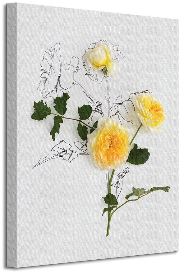 Pyramid Posters Yellow Roses - Obraz na płótnie WDC94494