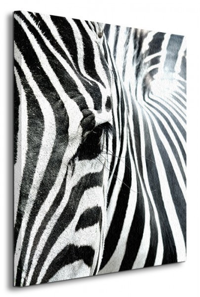 Nice wall Zebra - Obraz na płótnie CS0550
