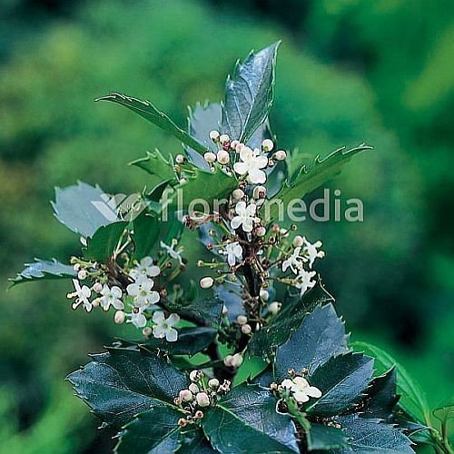 Związek Szkółkarzy Polskich Ostrokrzew Meservy Blue Prince (Ilex meserveae Blue (3026)